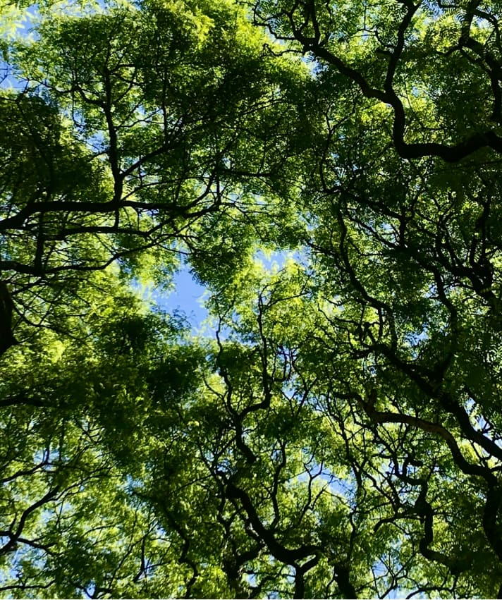 View of trees from below